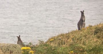 How a colony of wallabies made an island off Dublin their home