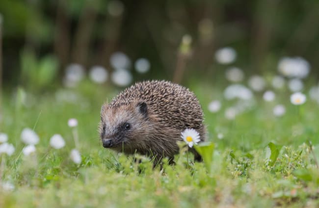 Hedgehogs in Irish folklore: The little creatures that 'stole apples' and 'predicted the weather'