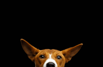 After the bang: The hidden cost of Halloween fireworks to pets and wildlife