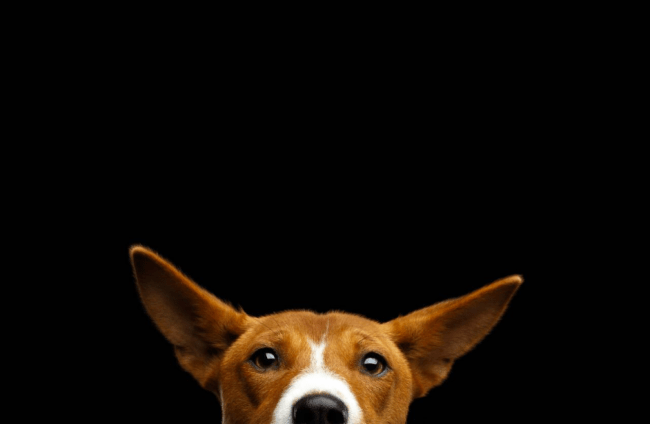 After the bang: The hidden cost of Halloween fireworks to pets and wildlife